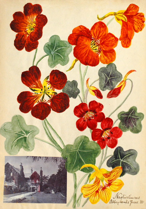 Image of Nasturtiums by Ethel Harting