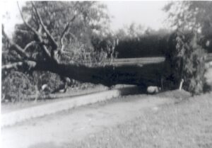 Fallen trees on the Hurst Park Estate, East Molesey, after the Great Storm of October 1987.