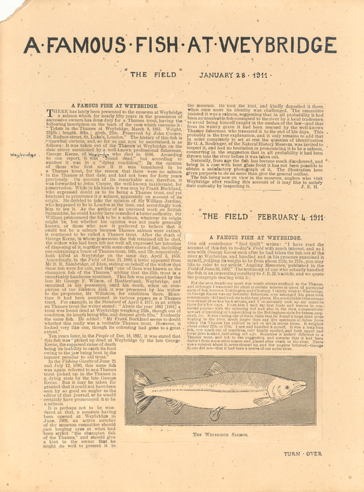 14.1911/3 A Famous Fish at Weybridge article