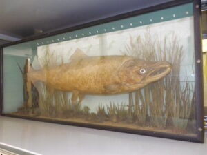 14.1911/1 The Weybridge Salmon