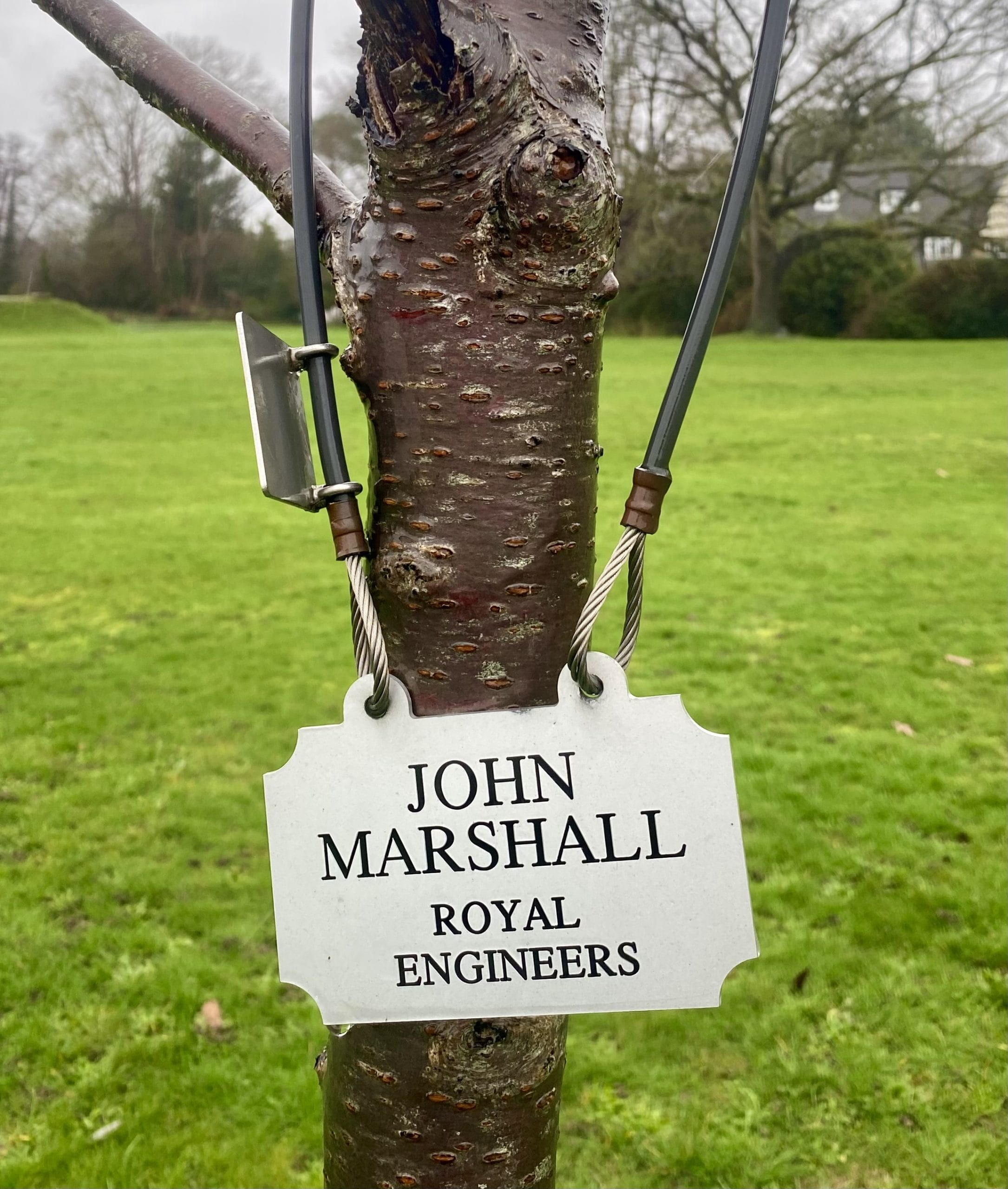 John Marshall's cherry tree on The Avenue of Remembrance in Cobham